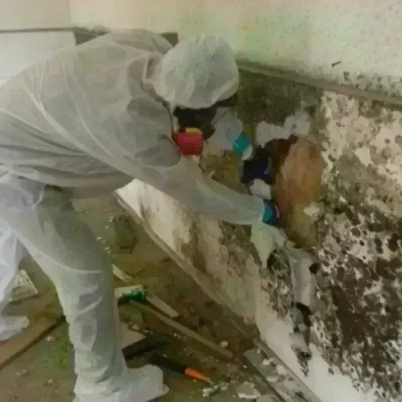 Mold Remediation and Removal in South Boston, MA